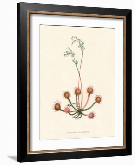 'Round-Leaved Sundew', c1891, (1891)-Anne Pratt-Framed Giclee Print