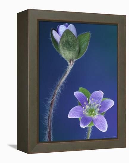 Round-Lobed Hepatica Bud and Fleur, Lapeer, Michigan, USA-Claudia Adams-Framed Premier Image Canvas