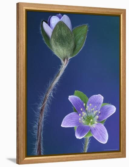 Round-Lobed Hepatica Bud and Fleur, Lapeer, Michigan, USA-Claudia Adams-Framed Premier Image Canvas