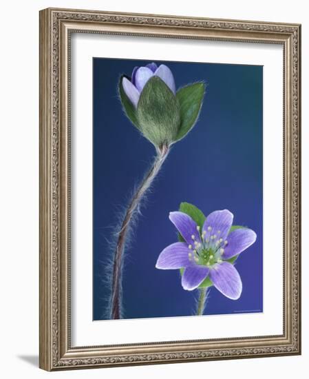 Round-Lobed Hepatica Bud and Fleur, Lapeer, Michigan, USA-Claudia Adams-Framed Photographic Print