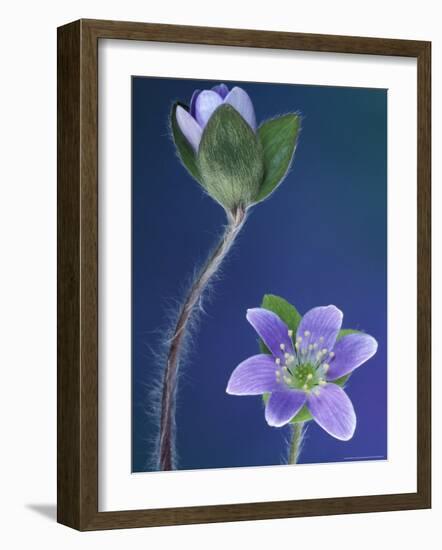 Round-Lobed Hepatica Bud and Fleur, Lapeer, Michigan, USA-Claudia Adams-Framed Photographic Print