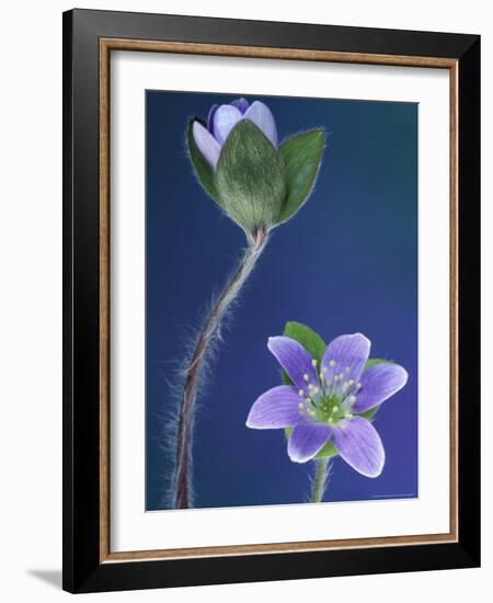 Round-Lobed Hepatica Bud and Fleur, Lapeer, Michigan, USA-Claudia Adams-Framed Photographic Print