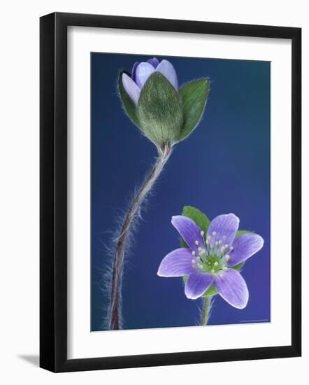 Round-Lobed Hepatica Bud and Fleur, Lapeer, Michigan, USA-Claudia Adams-Framed Photographic Print