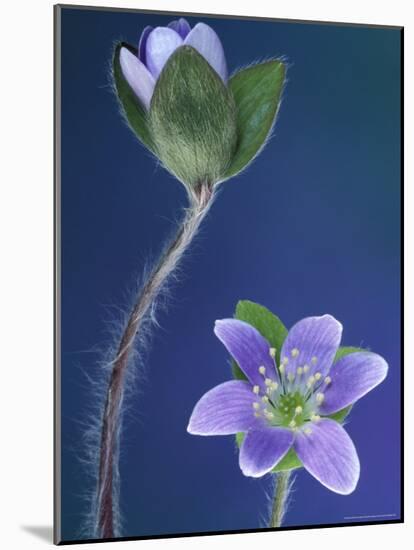 Round-Lobed Hepatica Bud and Fleur, Lapeer, Michigan, USA-Claudia Adams-Mounted Photographic Print