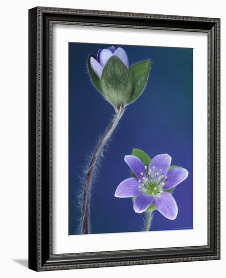 Round-Lobed Hepatica Bud and Fleur, Lapeer, Michigan, USA-Claudia Adams-Framed Photographic Print