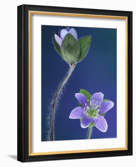 Round-Lobed Hepatica Bud and Fleur, Lapeer, Michigan, USA-Claudia Adams-Framed Photographic Print