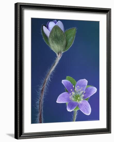 Round-Lobed Hepatica Bud and Fleur, Lapeer, Michigan, USA-Claudia Adams-Framed Photographic Print