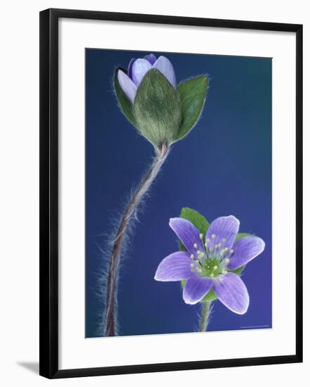 Round-Lobed Hepatica Bud and Fleur, Lapeer, Michigan, USA-Claudia Adams-Framed Photographic Print