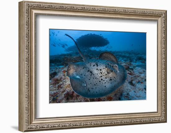 Round ribbontail ray (Taeniura meyeni) South Ari Atoll, Maldives. Indian Ocean.-Jordi Chias-Framed Photographic Print