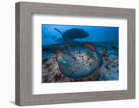 Round ribbontail ray (Taeniura meyeni) South Ari Atoll, Maldives. Indian Ocean.-Jordi Chias-Framed Photographic Print