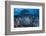 Round ribbontail ray (Taeniura meyeni) South Ari Atoll, Maldives. Indian Ocean.-Jordi Chias-Framed Photographic Print