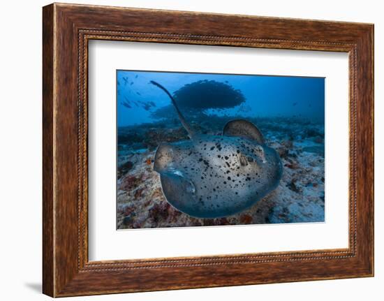 Round ribbontail ray (Taeniura meyeni) South Ari Atoll, Maldives. Indian Ocean.-Jordi Chias-Framed Photographic Print