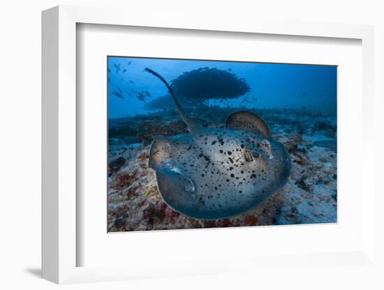 Round ribbontail ray (Taeniura meyeni) South Ari Atoll, Maldives. Indian Ocean.-Jordi Chias-Framed Photographic Print