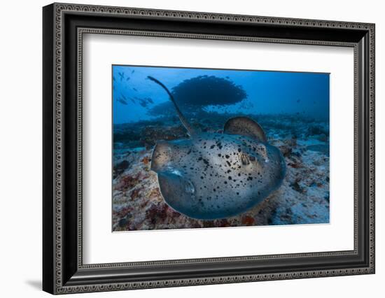 Round ribbontail ray (Taeniura meyeni) South Ari Atoll, Maldives. Indian Ocean.-Jordi Chias-Framed Photographic Print