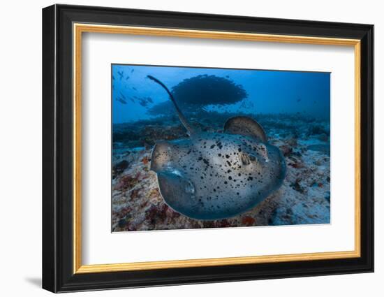 Round ribbontail ray (Taeniura meyeni) South Ari Atoll, Maldives. Indian Ocean.-Jordi Chias-Framed Photographic Print