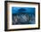 Round ribbontail ray (Taeniura meyeni) South Ari Atoll, Maldives. Indian Ocean.-Jordi Chias-Framed Photographic Print