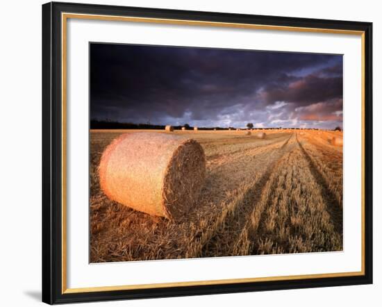 Round Straw Bales and Stormy Morning Sky, Near Bradworthy, Devon, Uk. September 2008-Ross Hoddinott-Framed Photographic Print