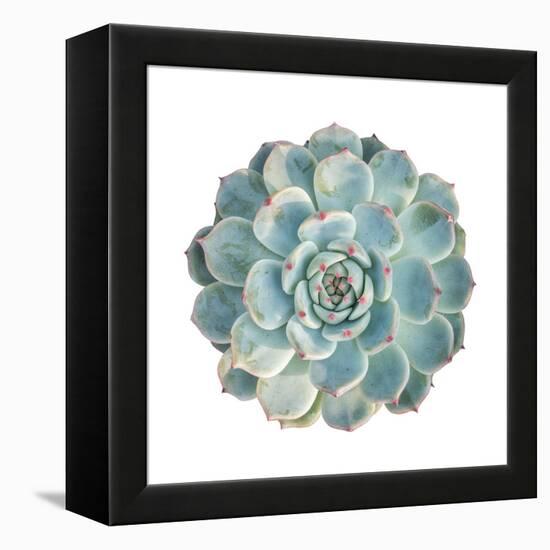 Round Succulent Top Isolated on White Background-kenny001-Framed Stretched Canvas