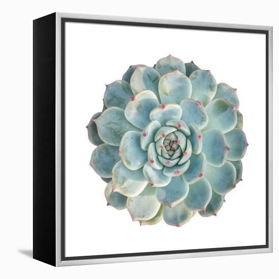 Round Succulent Top Isolated on White Background-kenny001-Framed Stretched Canvas