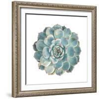 Round Succulent Top Isolated on White Background-kenny001-Framed Photographic Print