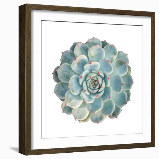 Round Succulent Top Isolated on White Background-kenny001-Framed Photographic Print