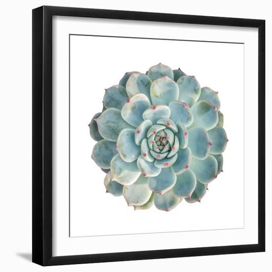 Round Succulent Top Isolated on White Background-kenny001-Framed Photographic Print