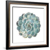 Round Succulent Top Isolated on White Background-kenny001-Framed Photographic Print