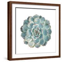Round Succulent Top Isolated on White Background-kenny001-Framed Photographic Print