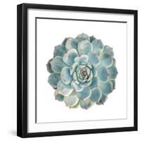 Round Succulent Top Isolated on White Background-kenny001-Framed Photographic Print