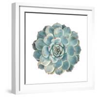 Round Succulent Top Isolated on White Background-kenny001-Framed Photographic Print