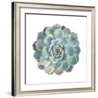 Round Succulent Top Isolated on White Background-kenny001-Framed Photographic Print