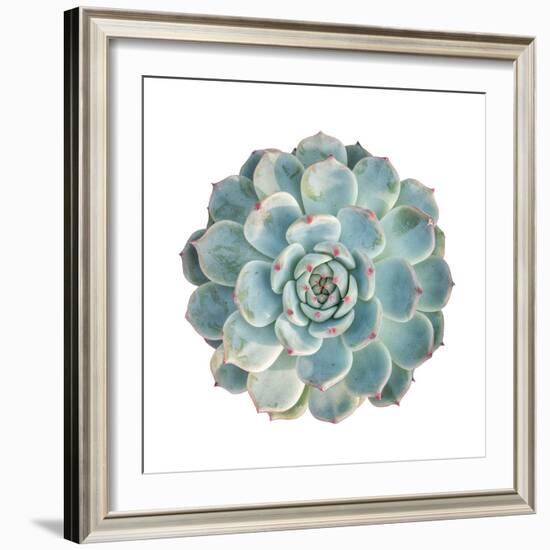 Round Succulent Top Isolated on White Background-kenny001-Framed Photographic Print