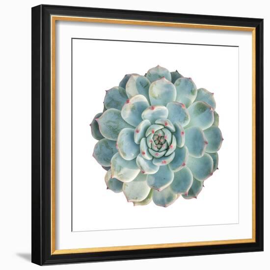 Round Succulent Top Isolated on White Background-kenny001-Framed Photographic Print