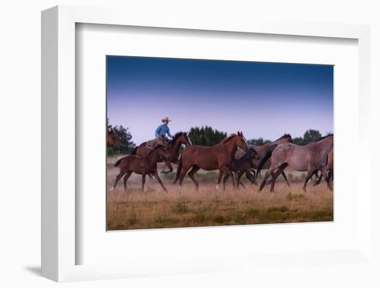 Round Up At Dawn-Steve Gadomski-Framed Photographic Print