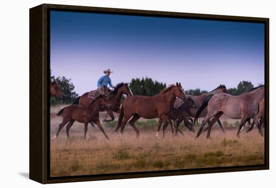 Round Up At Dawn-Steve Gadomski-Framed Premier Image Canvas