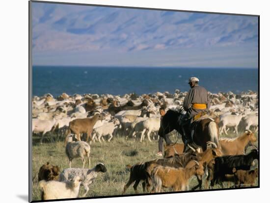 Rounding up Flocks, Uureg Nuur Lake, Uvs, Mongolia, Central Asia-Bruno Morandi-Mounted Photographic Print