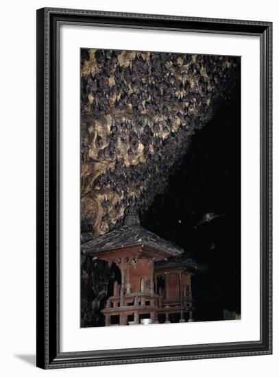 Rousettus Fruit Bats at Goa Lawah Bat Cave Temple, Bali. Indonesia-null-Framed Photographic Print