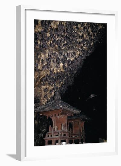 Rousettus Fruit Bats at Goa Lawah Bat Cave Temple, Bali. Indonesia-null-Framed Photographic Print