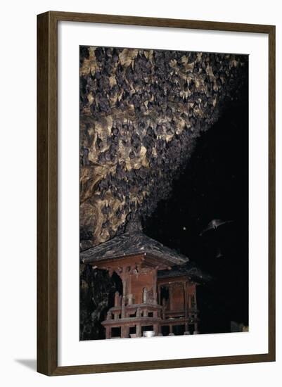 Rousettus Fruit Bats at Goa Lawah Bat Cave Temple, Bali. Indonesia-null-Framed Photographic Print