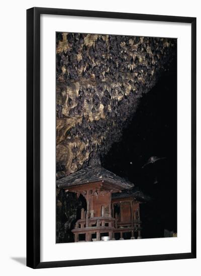 Rousettus Fruit Bats at Goa Lawah Bat Cave Temple, Bali. Indonesia-null-Framed Photographic Print