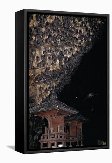 Rousettus Fruit Bats at Goa Lawah Bat Cave Temple, Bali. Indonesia-null-Framed Premier Image Canvas