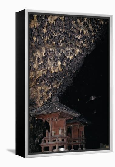 Rousettus Fruit Bats at Goa Lawah Bat Cave Temple, Bali. Indonesia-null-Framed Premier Image Canvas