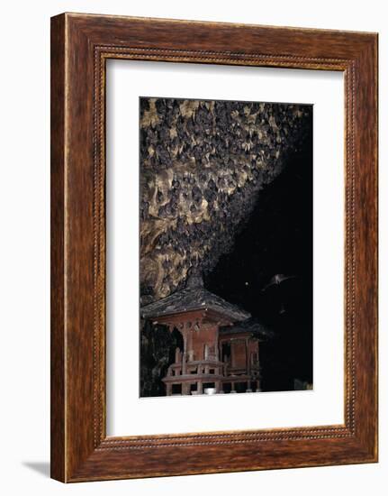 Rousettus Fruit Bats at Goa Lawah Bat Cave Temple, Bali. Indonesia-null-Framed Photographic Print