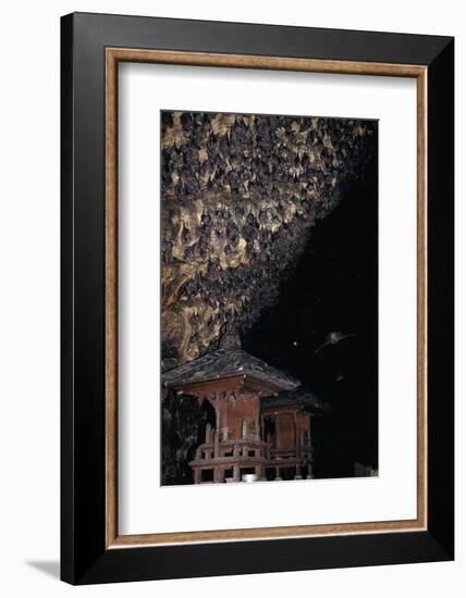 Rousettus Fruit Bats at Goa Lawah Bat Cave Temple, Bali. Indonesia-null-Framed Photographic Print