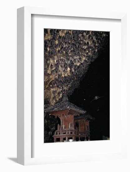 Rousettus Fruit Bats at Goa Lawah Bat Cave Temple, Bali. Indonesia-null-Framed Photographic Print