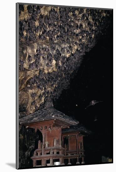 Rousettus Fruit Bats at Goa Lawah Bat Cave Temple, Bali. Indonesia-null-Mounted Photographic Print