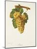 Rousse Grape-J. Troncy-Mounted Giclee Print