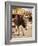 Route 66, Oatman, Arizona, USA-Julian McRoberts-Framed Photographic Print