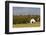 Route 66 Rock of Ages Farm, Arcadia, Oklahoma, USA-Walter Bibikow-Framed Photographic Print