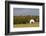 Route 66 Rock of Ages Farm, Arcadia, Oklahoma, USA-Walter Bibikow-Framed Photographic Print